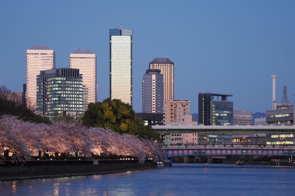 京橋川沿いの桜並木
